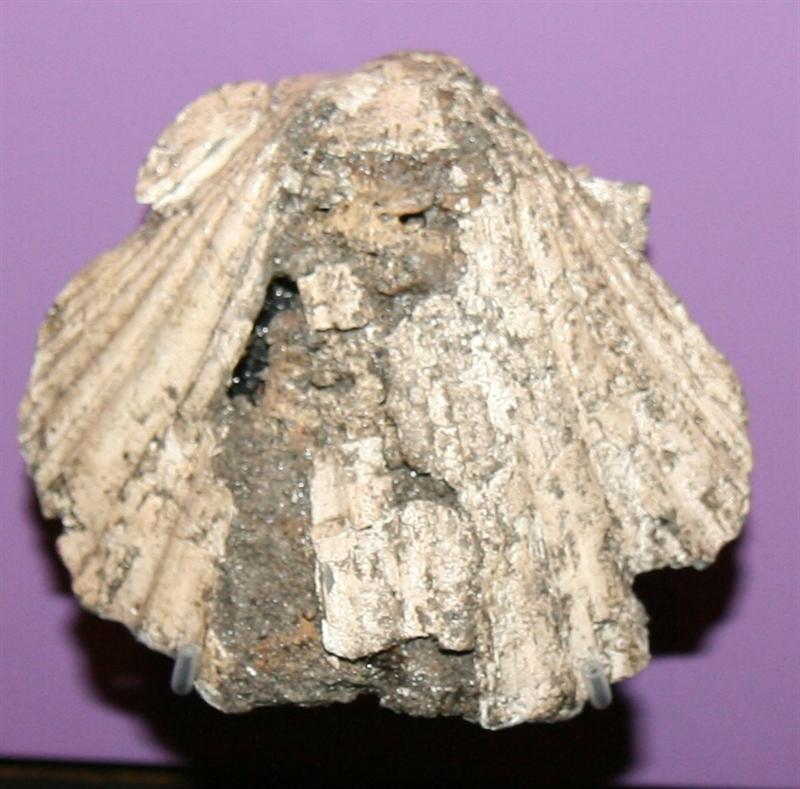 Fragmenteret ibsskal. M�l (hxb): ca 6,5x7 cm. Med to indborede p�syningshuller foroven. Pilgrimsm�rke