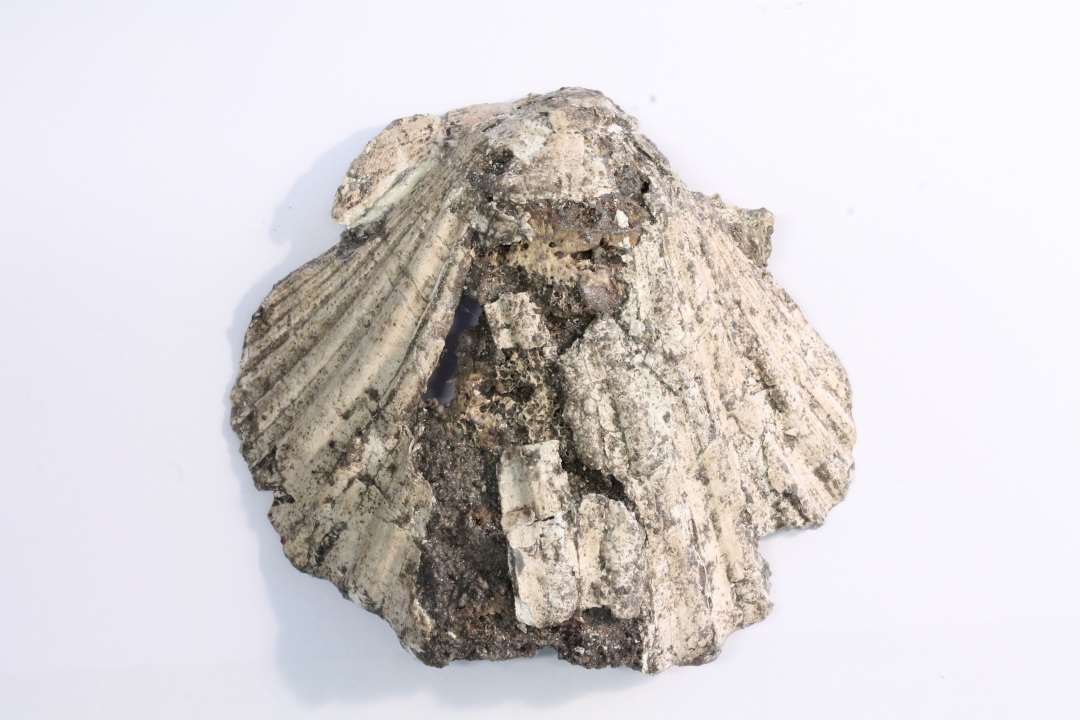 Fragmenteret ibsskal. M�l (hxb): ca 6,5x7 cm. Med to indborede p�syningshuller foroven. Pilgrimsm�rke