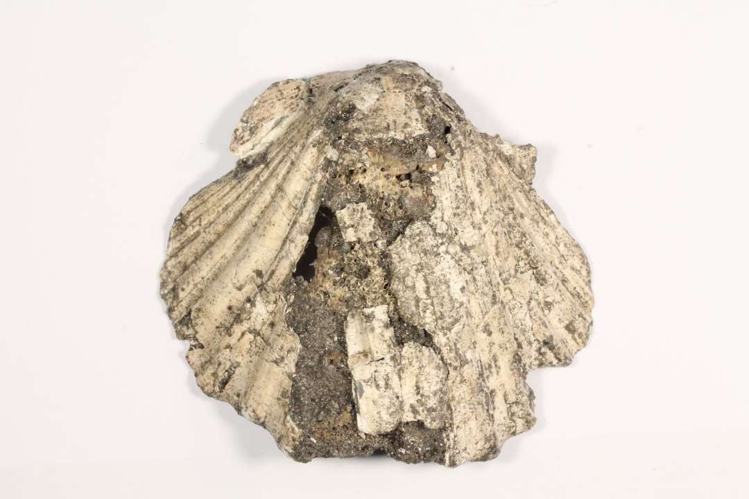 Fragmenteret ibsskal. M�l (hxb): ca 6,5x7 cm. Med to indborede p�syningshuller foroven. Pilgrimsm�rke