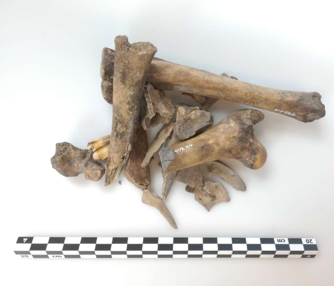 15 stk knoglefragmenter og 2 t�nder. �Sammenh�rende med x364 og x365.