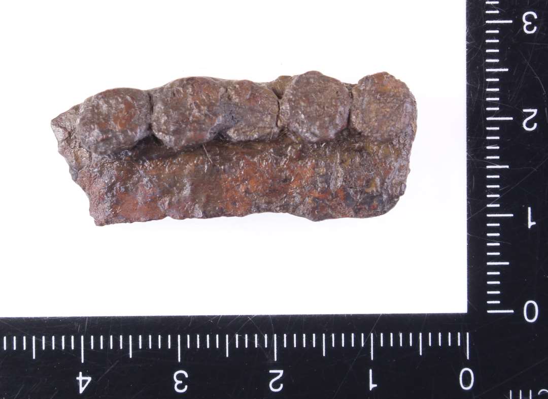 Et randstykke med nitter. Anvendelse? L�ngde: 3,4 cm., Konserveret