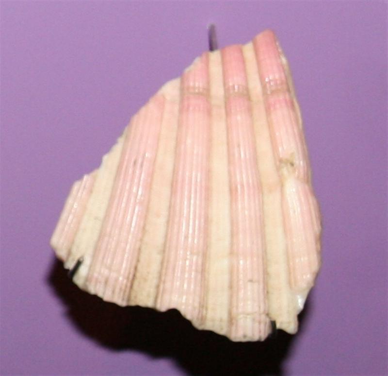 1 randstykke af muslingeskal af tyndt, hvidligt til r�dligt kalk, antagelig Pecten Jacob�us�St�rste m�l: 4,9 x 4,2 cm.