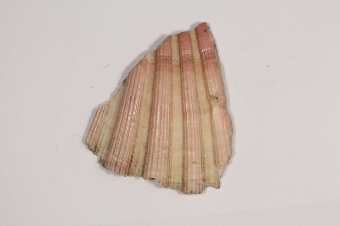 1 randstykke af muslingeskal af tyndt, hvidligt til r�dligt kalk, antagelig Pecten Jacob�us�St�rste m�l: 4,9 x 4,2 cm.