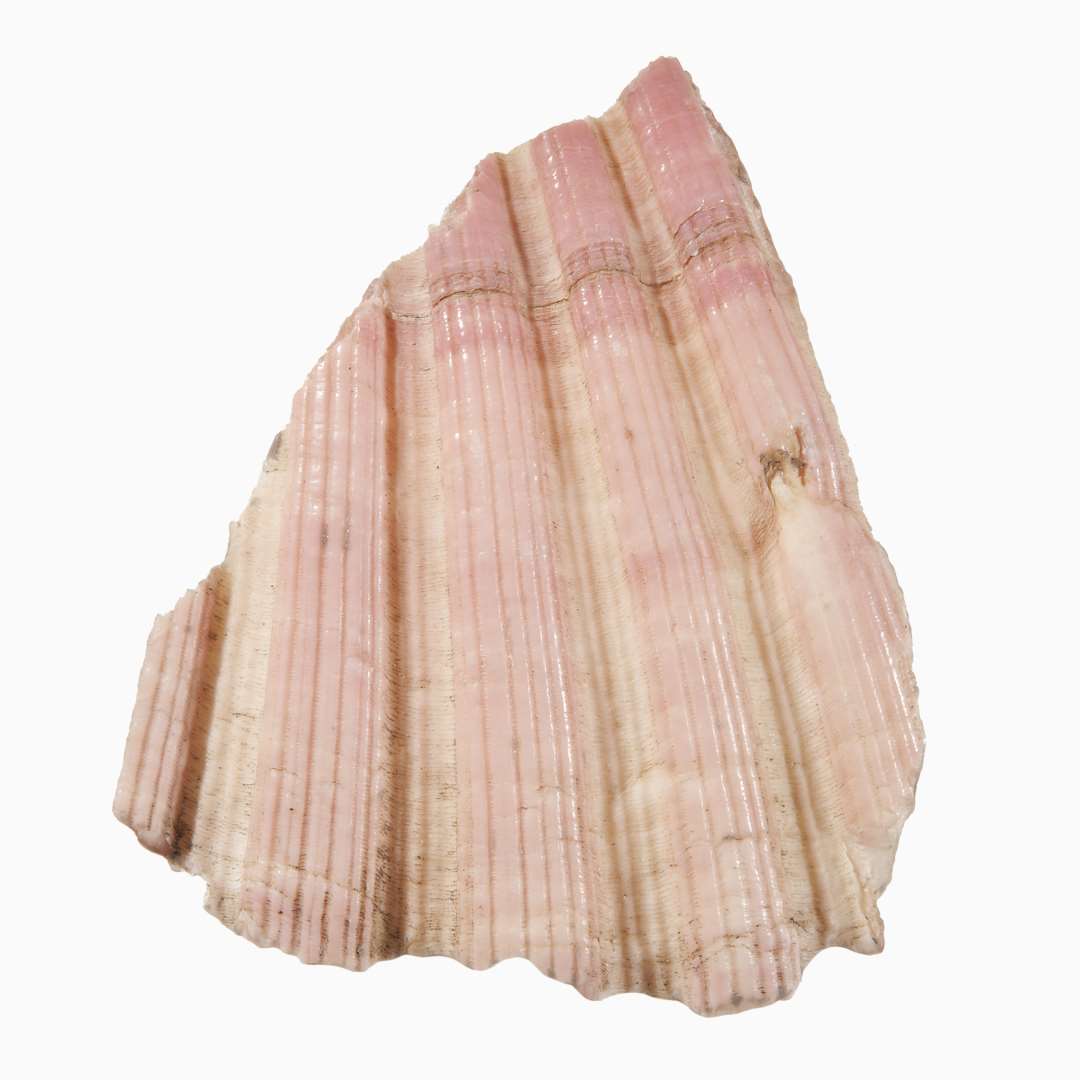 1 randstykke af muslingeskal af tyndt, hvidligt til r�dligt kalk, antagelig Pecten Jacob�us�St�rste m�l: 4,9 x 4,2 cm.