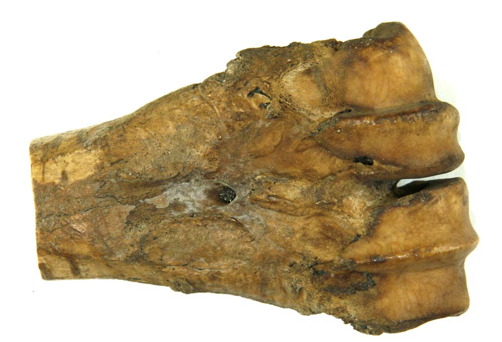 Afsavet ledende af oksens mellemh�nds- eller mellemfodsben. Spor af tildannelse i form af hug- og snitm�rker p� knoglens overflade n�r afsavningsstedet viser, at knoglens bortsavede midterparti har v�ret genstand for videreg�ende bearbejdning.