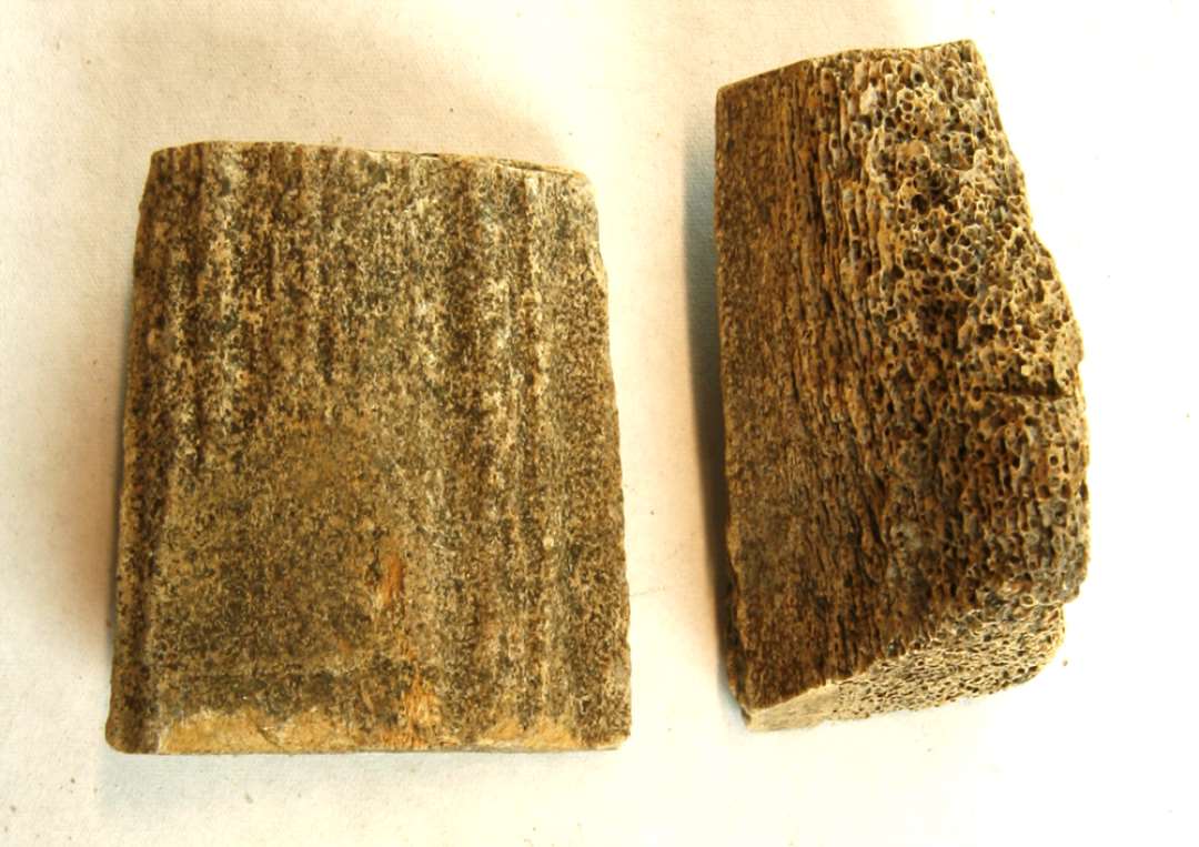 2 afsavede grendele af hjortetakker, fl�kkede p� langs. M�l: 5 og 5,5 cm.