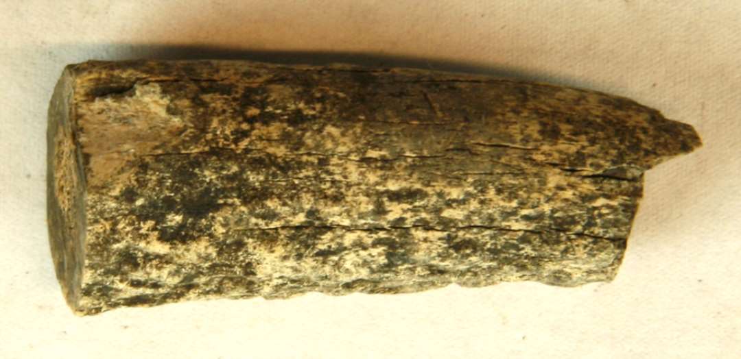 1 afsavet grenstump med afsavet yderspids af kronhjortetak. M�l: 4,5 cm.