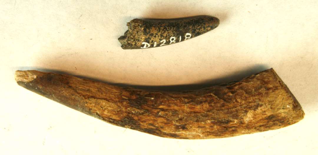 1 afsavet, forvitret grenspids og 1 afbrudt grenyderspids af kronhjortetak. M�l: 3,5 og 10 cm.