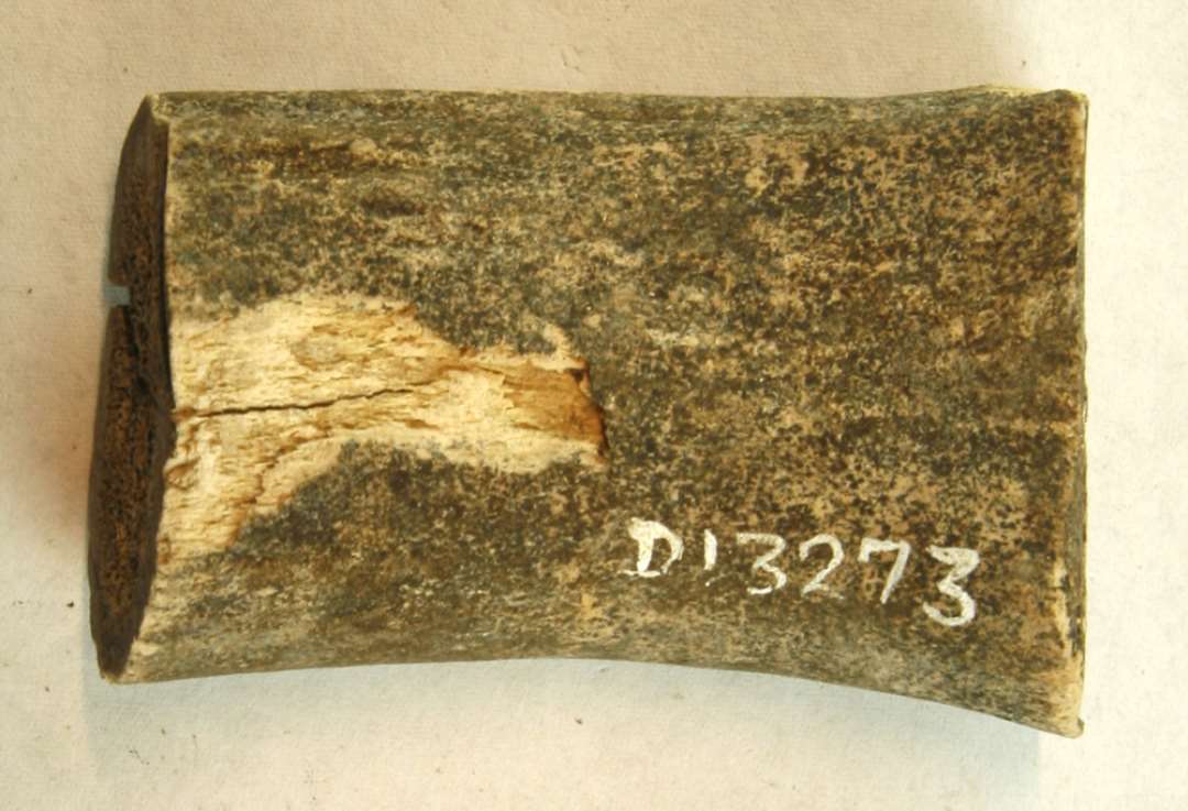 1 forsavet grenstykke af kronhjortetak. M�l: 7 cm.