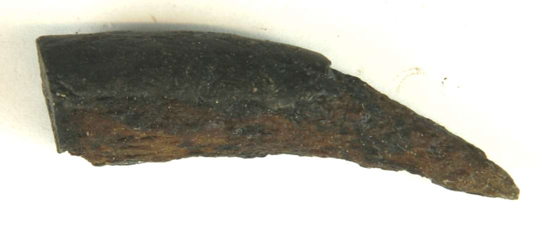 1 afsavet, forvitret spids af kronhjorttak. St�rste m�l: 6 cm.